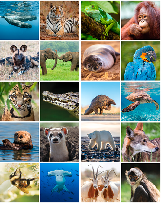Current Official List of Endangered Species from the Animal Welfare Institute