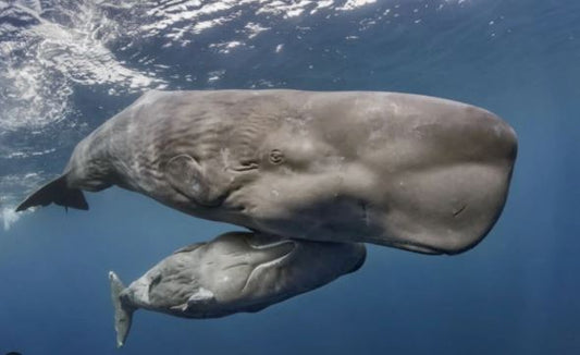 The Majestic Sperm Whale - Why It's Endangered and What We Can Do