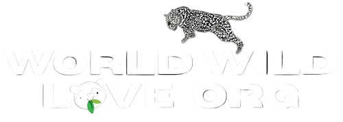 World Wild Love
